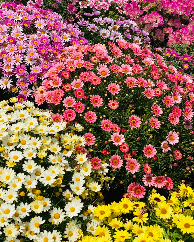 🌼Insect Killers🐞-Pyrethrum Daisy Seeds