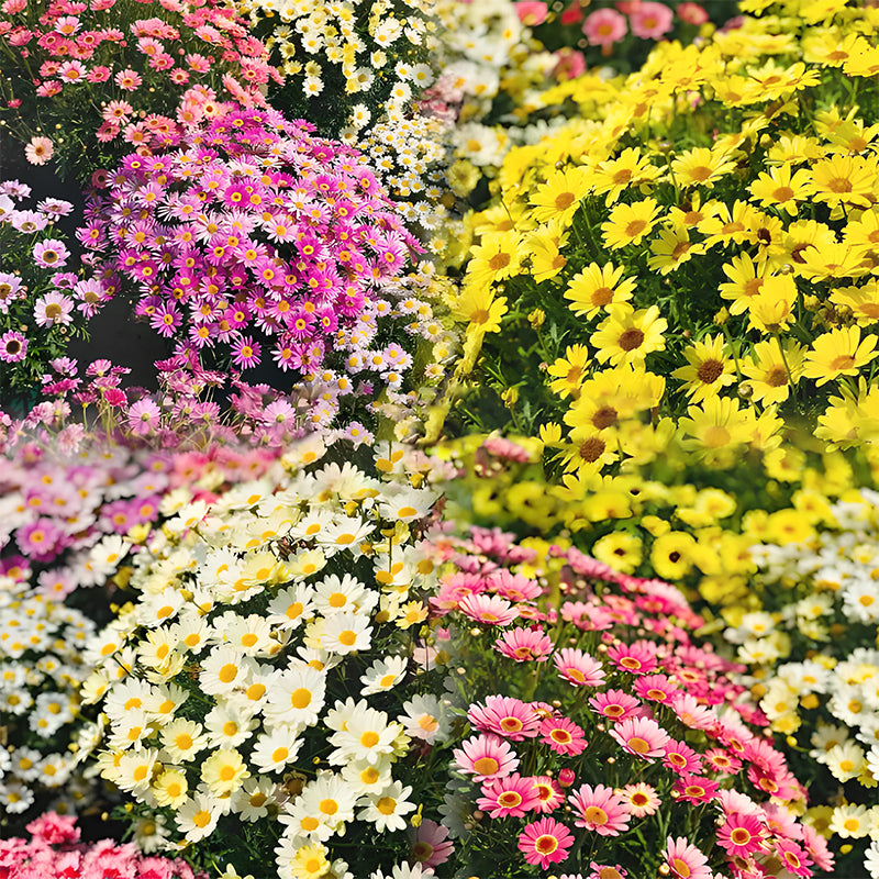 🌼Insect Killers🐞-Pyrethrum Daisy Seeds