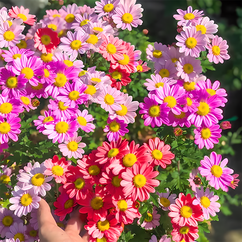 🌼Insect Killers🐞-Pyrethrum Daisy Seeds